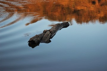 reflection in water