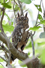 Greyish eagle-owl (Bubo cinerascens)