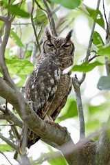 Greyish eagle-owl (Bubo cinerascens)