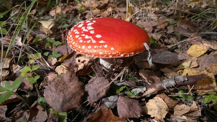Mushroom fly agaric