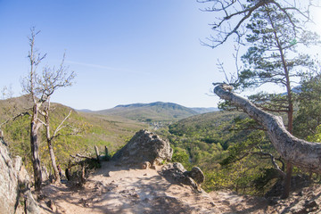 tree in mountains