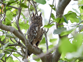 Greyish eagle-owl (Bubo cinerascens)