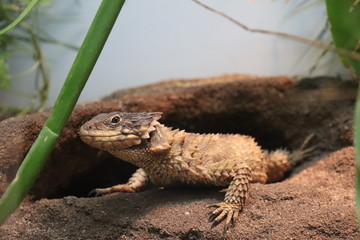Sungazer Lizard