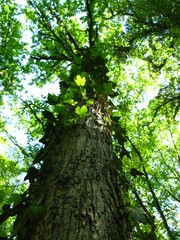 Fototapeta premium young growth on the tree trunk