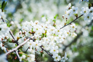 cherry tree flowers blossom