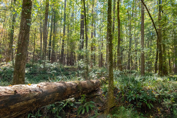 Forest in Mistletoe State Park, Georgia