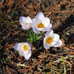 crocus, the first spring flowers