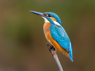 European Kingfisher