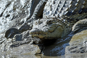 Nile crocodile (Crocodylus niloticus)