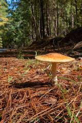 Fototapeta premium Frost's Amanita (Amanita frostiana) at Mistletoe State Park, Georgia