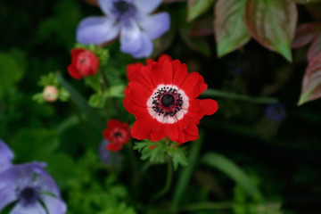 red flowers in the garden