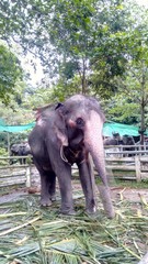 Elephant