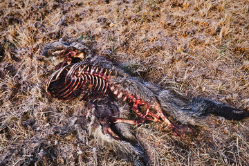 Dead animal in the moor