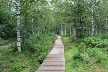 wooden path to the forest for tourists