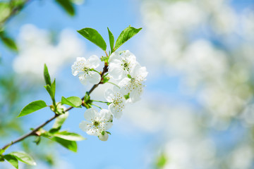 cherry tree flowers blossom
