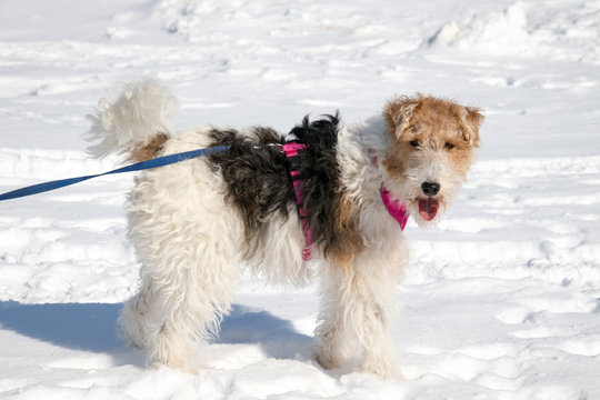 Wire Haired Fox Terrier Standing On Snow