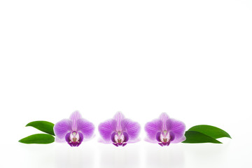 Concept od beauty and freshness - three separate purple orchid blossoms with green leaves isolated on white background