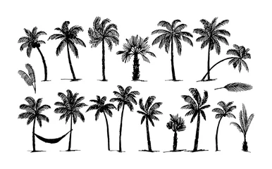Poster Vector Hand drawn sketch of palm logo illustration on white background © ArthaDesignStudio