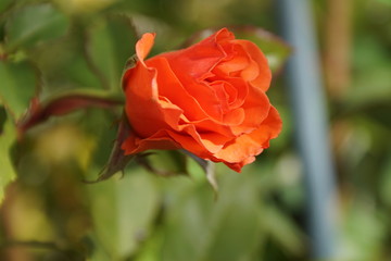 Obraz premium Blume,natur,sommer,frühling,wasser,erde,blüte,blüten,
