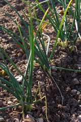 onion planted