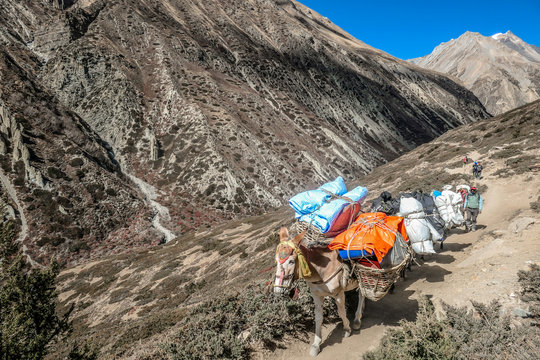 Manang/ Nepal - 10 30 2018: A donkey carrying food and equipment walks on the trail in high Himalayan mountains. Few  trekkers walk on the trail in both directions. Steep slopes. Barren valley