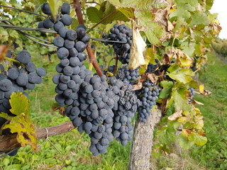 Grapes red vineyard 