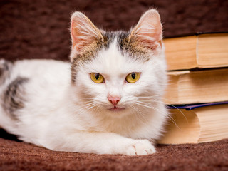 The white cat is lying near the books. Reading your favorite books_