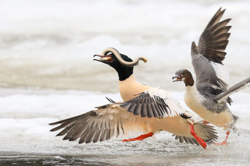 Common Merganser and European river lamprey