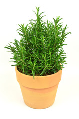 Rosemary Tree in Terracotta Pot on white background. Rosmarinus officinalis isolated.