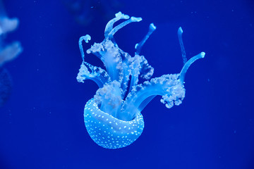 Australian spotted jellyfish (Latin – Phyllorhiza punctata) in a plankton cloud © arostynov