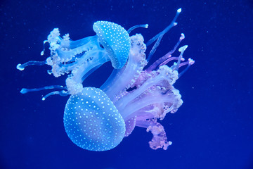 Australian spotted jellyfish (Latin – Phyllorhiza punctata) in a plankton cloud © arostynov