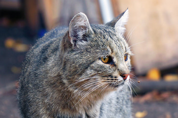 Portrait of a grey cat