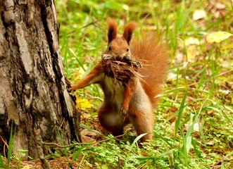 Squirrel in the forest Little squirrel