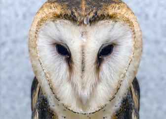 Owl face in high resolution, owl isolated.
