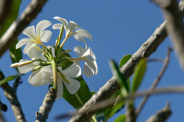frangipani flower in garden