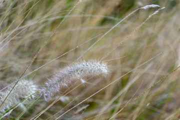 close up of grass on a background