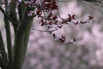 Cherry blossom_2590
