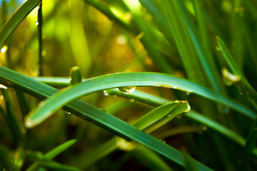 Gräser im Regen