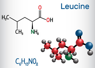 Leucine ( L- leucine,  Leu,  L)  molecule. It is essential amino acid.  Structural chemical formula and molecule model