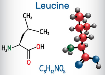 Leucine ( L- leucine,  Leu,  L)  molecule. It is essential amino acid.  Structural chemical formula and molecule model