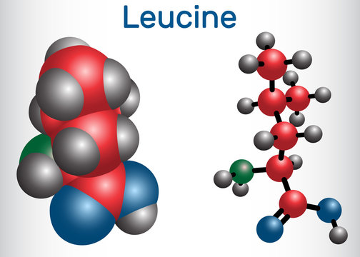 Leucine ( L- leucine,  Leu,  L)  molecule. It is essential amino acid.  Molecule model
