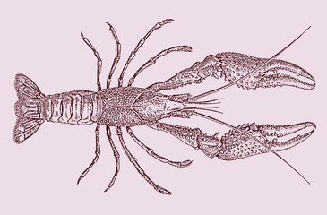 Red swamp crawfish procambarus clarkii in top view. Illustration after antique engraving from 19th century