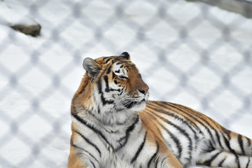 Amur tiger