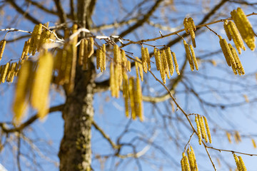 Yellow flowering earrings of an alder tree in early spring 