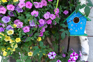 Fototapeta na wymiar A blue birdhouse hangs on a birch surrounded by petunia flowers.