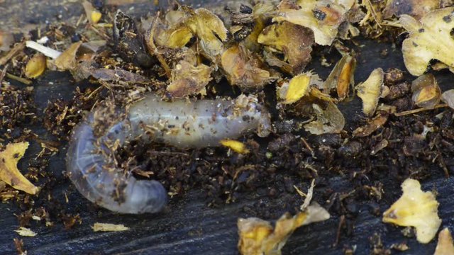 larves au milieu des feuilles