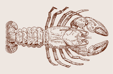 Madagascar freshwater crayfish (astacoides madagascariensis) in top view. Illustration after a historical engraving, etching or lithography from the 19th century. Easy editable in layers
