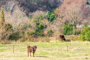 Cows are grazing in a meadow in the suburbs in early spring. There is no young green grass in the meadow yet. Mountains in the background