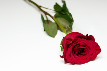Red rose with green leaf on the white background