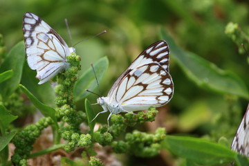 Close-up of butterfly on plant
